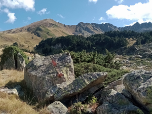 Easily crossable boulder field