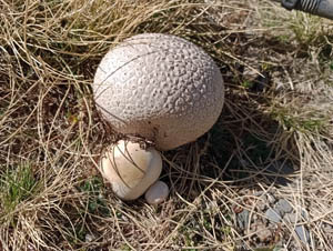 Autumn fungus