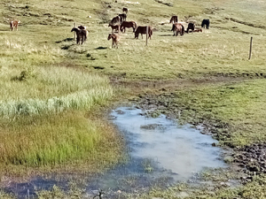 A horse to water...