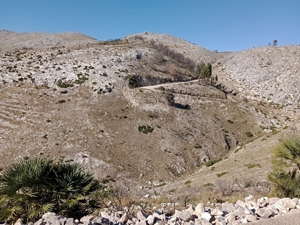 Fire damaged hillside