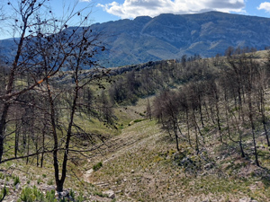 Fire devastated landscape