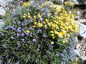Spring flowers