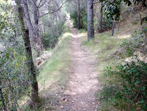 Forest glade