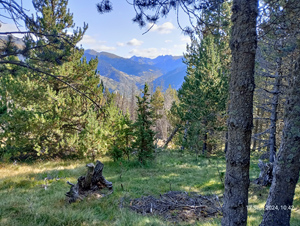 Woodland views