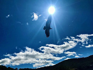 One of the many Vulures which roost on these cliffs.