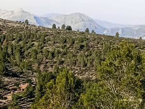 Views west