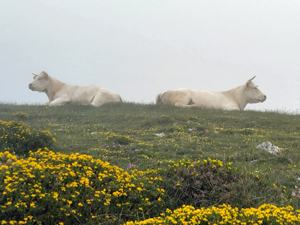 Asturian twins