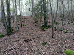 Forest trail on return