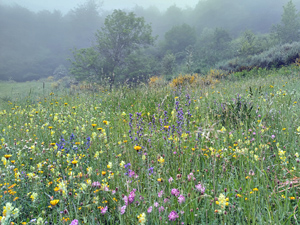 Wildflower meadow