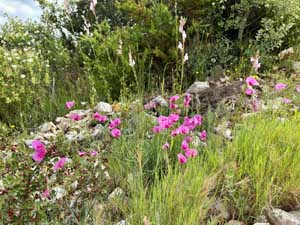 Flowers along the way in springtime